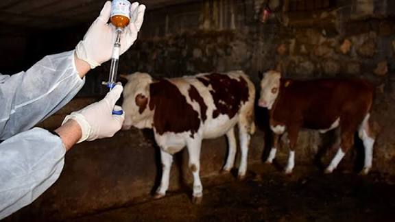 Sakarya’da Şap Hastalığı Alarmı: