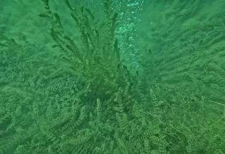 SASKİ’den Sapanca Gölü’ndeki Kabarcıklarla İlgili Açıklama