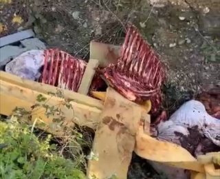 Erenler’de At Kemikleri Olayı Aydınlatıldı: 3 Şüpheli Tespit Edildi, 2 Kişi Gözaltında