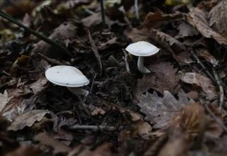 Mantardan zehirlendi