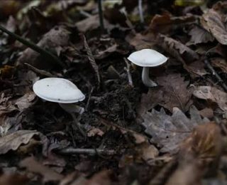 Mantardan zehirlendi