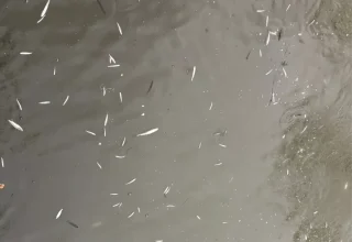 Sakarya’da balık ölümleriyle ilgili inceleme başlatıldı