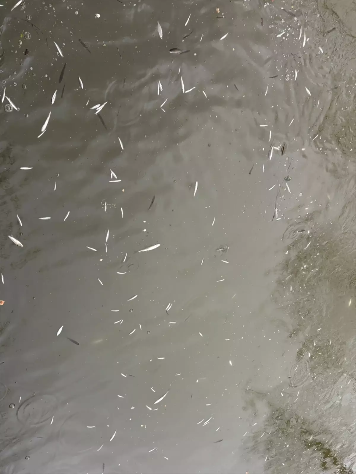 Sakarya’da balık ölümleriyle ilgili inceleme başlatıldı