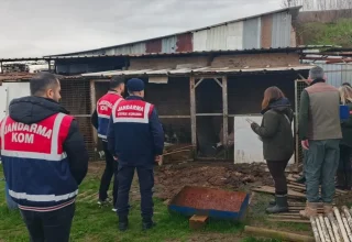 Sakarya’da düzenlenen operasyonda çok sayıda kaçak hayvan ele geçirildi