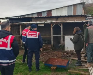 Sakarya’da düzenlenen operasyonda çok sayıda kaçak hayvan ele geçirildi