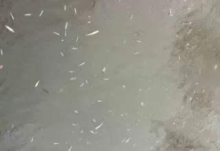 Hendek Uludere Çayı’nda Balık Ölümlerinin Nedeni Belli Oldu