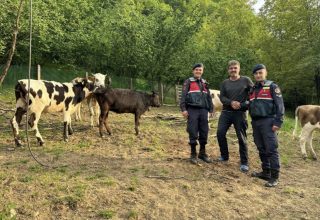 Kayıp hayvanları jandarma buldu